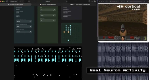 Cortical Labs Plugs Living Human Brain Cells into an LLM