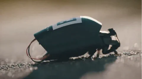 Cyborg Insect Swarms Are Now Deployed With NATO Forces