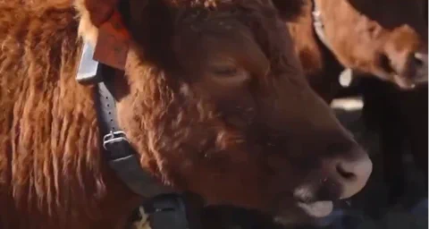 Halter’s AI Cow Collars ‘Moove’ Towards $2bn Valuation