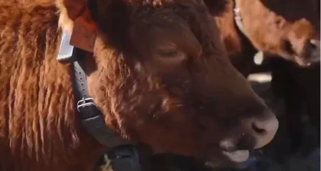 Halter’s AI Cow Collars ‘Moove’ Towards $2bn Valuation