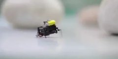 Beijing Researchers Create Ultrafast 2cm Microbot in Insect Study